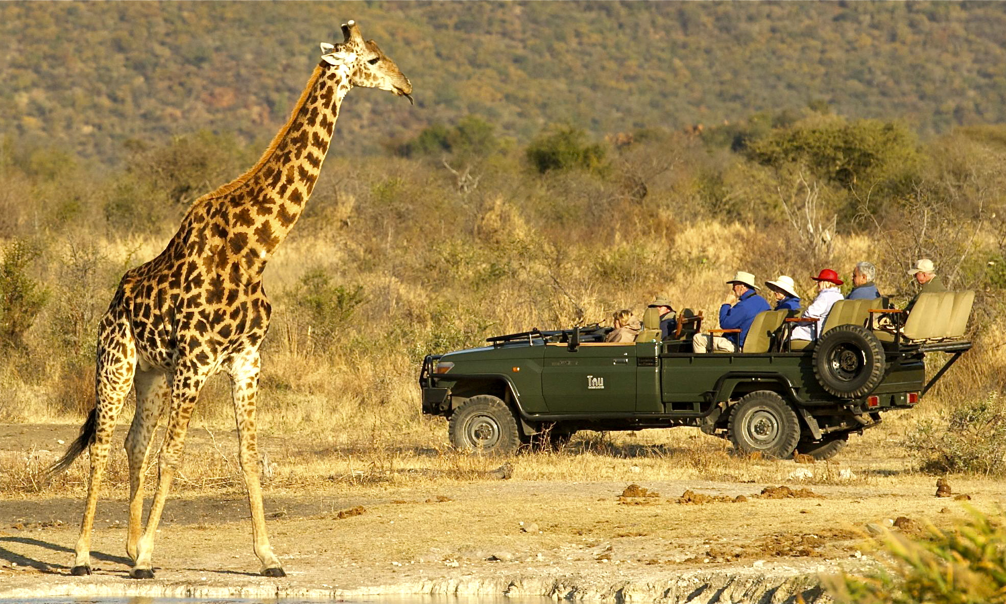 Big game, up close and personal, at Tau Game Lodge, in Madikwe, near the Botswana border. IRT Photo.