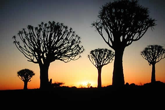 Quiver Tree